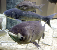 Asian carp in tank.