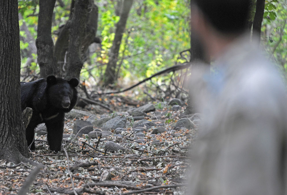 Bear in Kashmir.