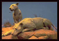 Tsavo lions.