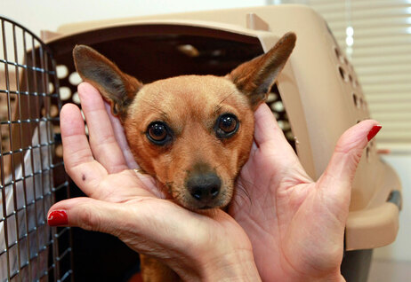 Chihuahua in carrier.