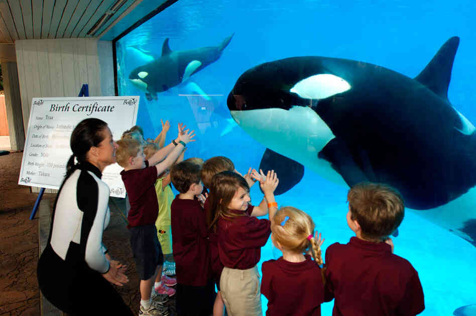 A killer whale killed its trainer at Orlando's SeaWorld. A killer whale killed its trainer at Orlando's SeaWorld.