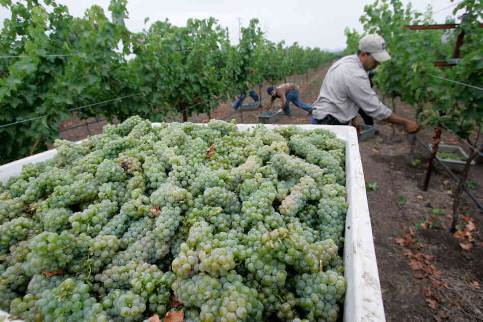 Some of Napa Valley's vineyards are being driven to foreclosure by falling land values and consumers