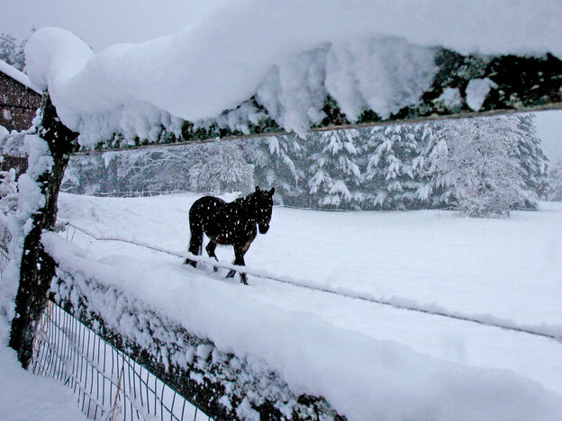 A horse is seen through a snow-covered fence in a pasture in Calais, Vt., Wednesday, April 28, 2010.