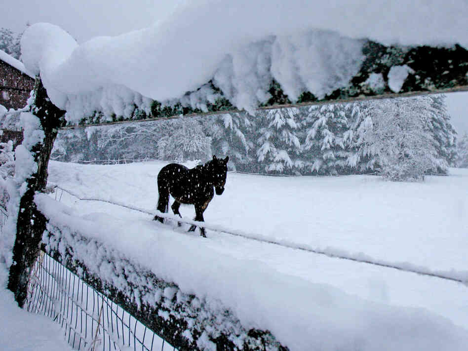 A horse is seen through a snow-covered fence in a pasture in Calais, Vt., Wednesday, April 28, 2010.