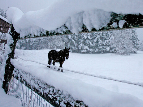 A horse is seen through a snow-covered fence in a pasture in Calais, Vt., Wednesday, April 28, 2010. A spring snowstorm dumped 12 to 18 inches of snow in some areas of Vermont according to the National Weather Service.(AP Photo/Toby Talbot)