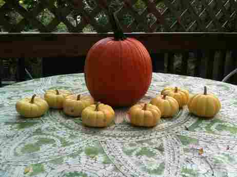 Image of pumpkins arranged to look like Octomom and her children. Image of pumpkins arranged to look like Octomom and her children.