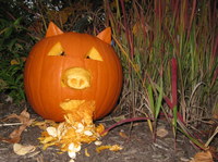 Pumpkin carved to look like pig with swine flu.