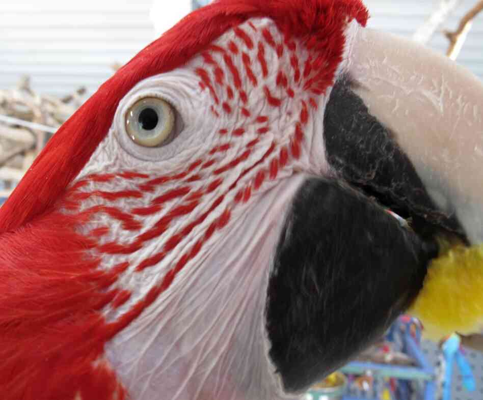A macaw rescued by The Wilson Parrot Foundation in Damascus, Maryland.