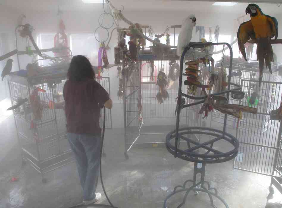 A volunteer powerwashes the floor of Brian Wilson's house where the rescued birds flutter freely.