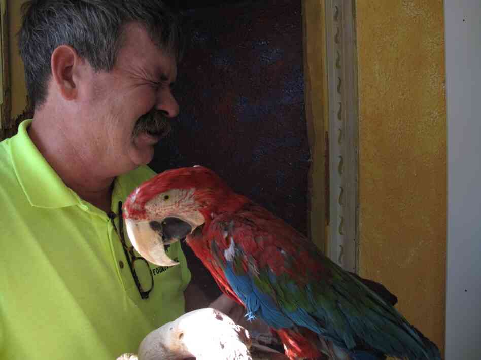Brian Wilson with the stuffed remains of TIki, his beloved bird who died in the car crash that critically injured him.