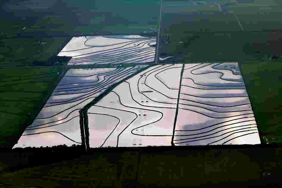 Before rice is planted, the earth is flooded with elevated groundwater. This process, known as wet seeding, is extremely water intensive, and pumping can become costly. The flooded land also serves as an ideal environment for methane production. Methane, a major greenhouse gas, is about 23 times more potent than carbon dioxide.