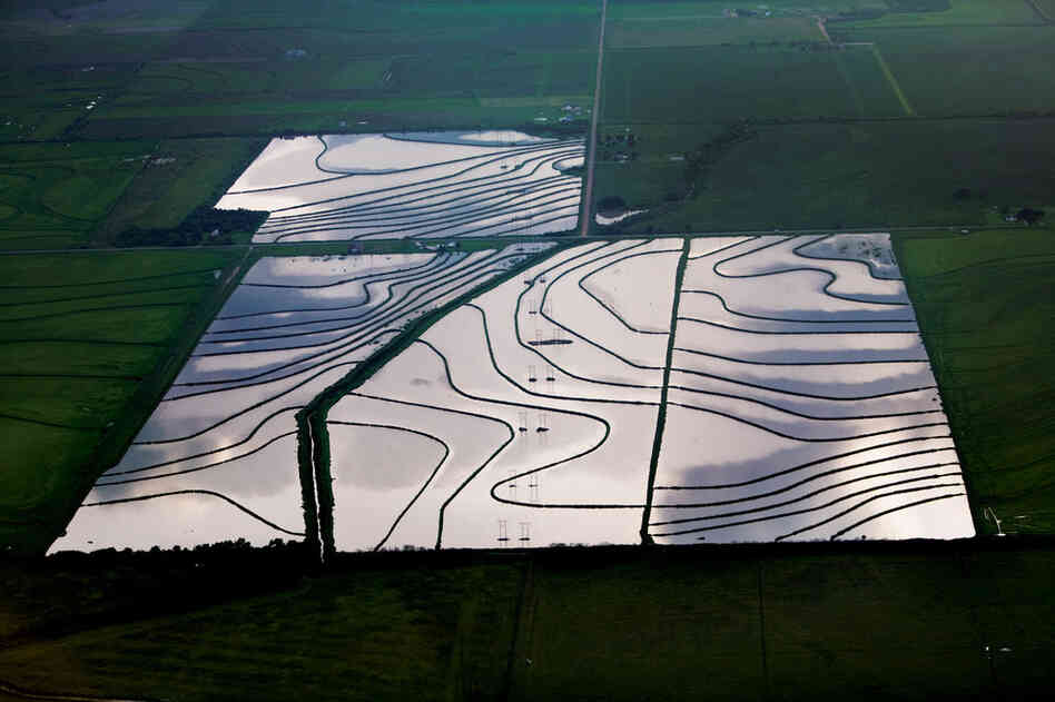 Before rice is planted, the earth is flooded with elevated groundwater. This process, known as wet seeding, is extremely water intensive, and pumping can become costly. The flooded land also serves as an ideal environment for methane production. Methane, a major greenhouse gas, is about 23 times more potent than carbon dioxide.