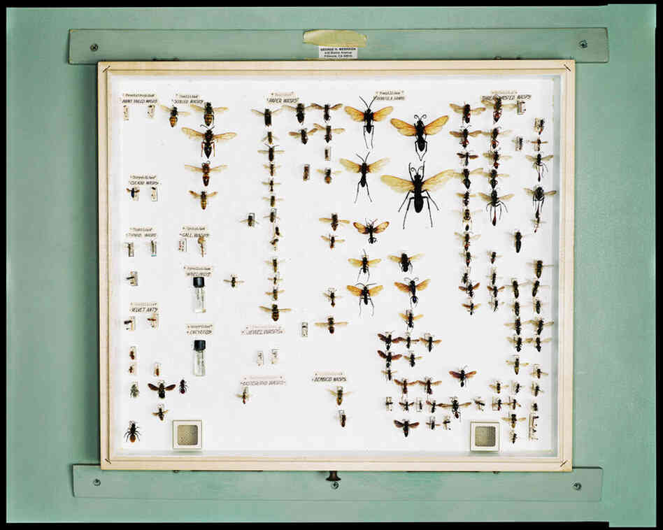 The Hymenoptera Box of the Late George Merriken, Rancher, Citrus Grower, and Amateur Entomologist, Fillmore, Calif., July 22, 2000