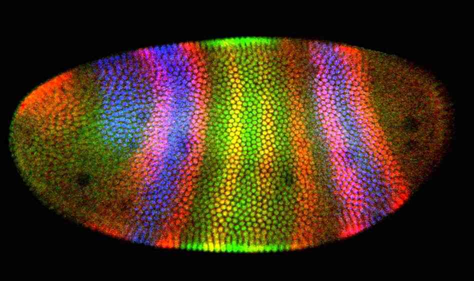 A fruit fly embryo is an organizing mass of cells. Made visible and distinct by fluorescent labels, the bands correspond to the developing structures of the future adult fly. 