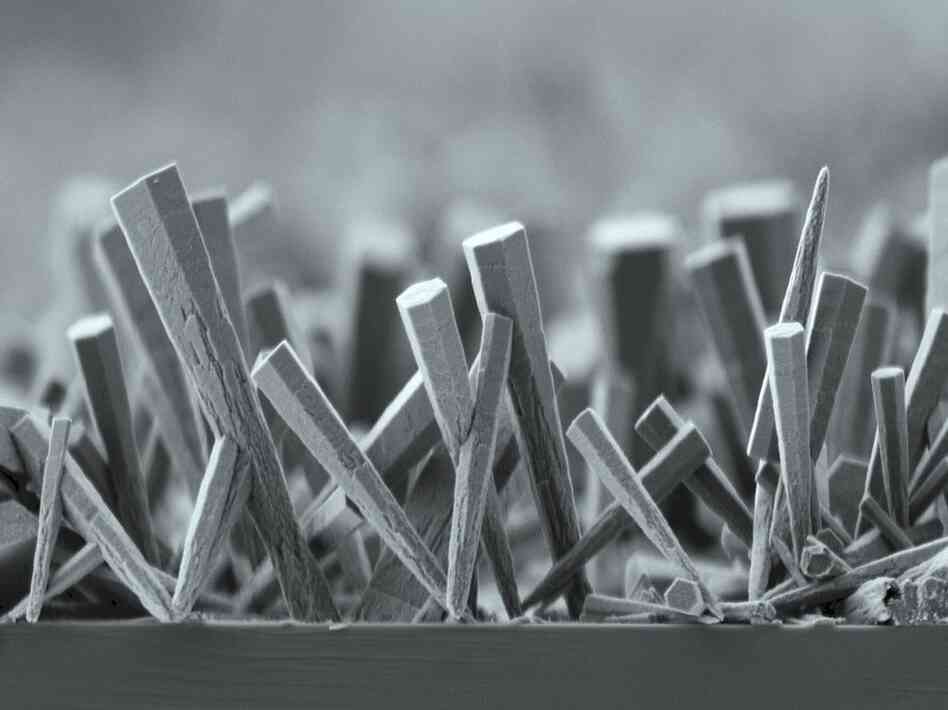 A Forest Of Zinc Oxide Nanorods: Nano-sized structures like these are being studied for potential application in solar cells. An equipment malfunction in an experiment gave these rods a distinctive club shape. This image was captured using a scanning electron microscope. 