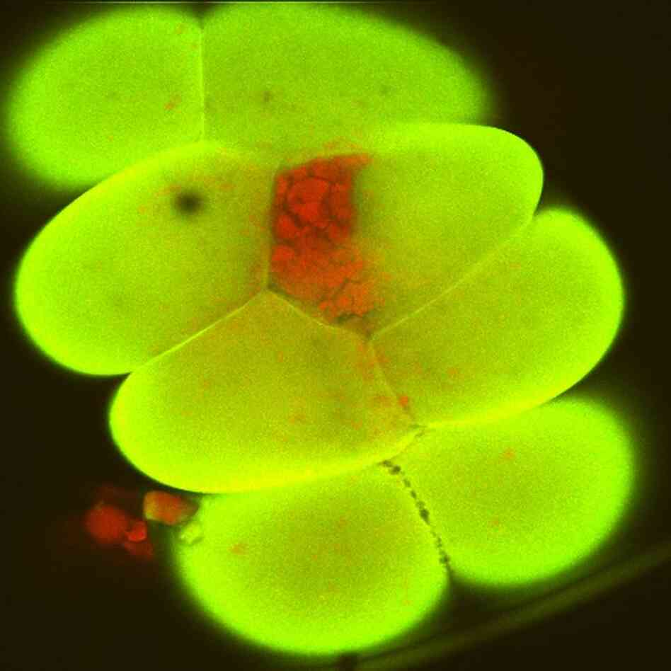 A zebra fish embryo is seen here at the eight-cell stage, about an hour and 15 minutes after fertilization. The zebra fish, an important model for biomedical research, is used, among other things, to explore events in early development. 