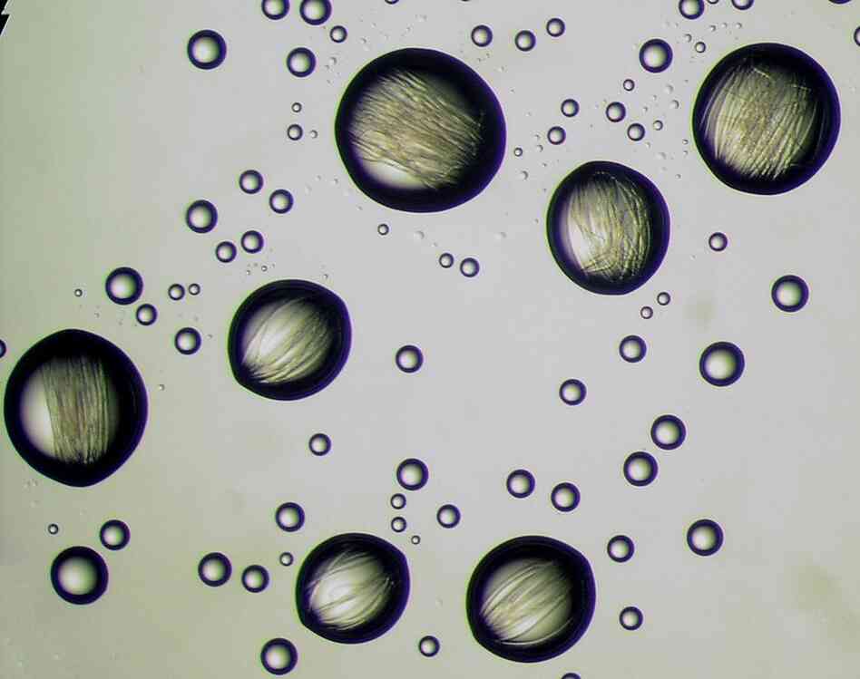 Worm Bubbles: Hibernating round worms align in water droplets on the lid of a culture plate. 