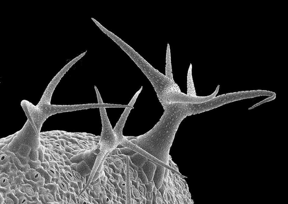 This scanning electron microscope image captures distorted mustard plant leaf trichomes, the structures that give leaves their fuzzy feel. 
