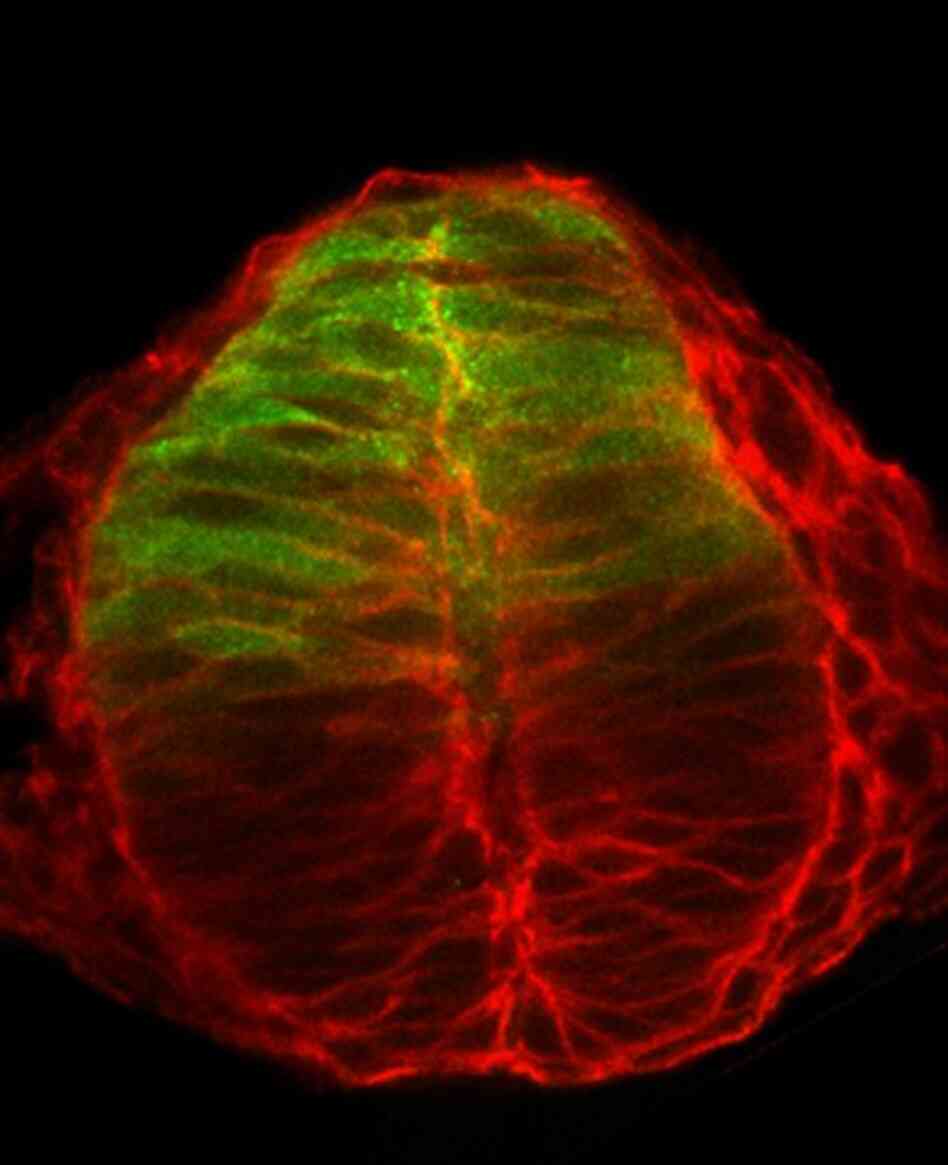 A cross-section depicts the developing neural tube in a zebra fish embryo, which is in the nascent spinal cord. 