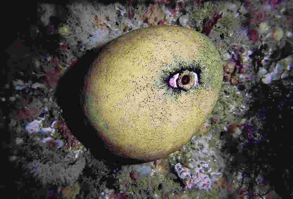 "Limpet" from the Underwater Series by Bruce Hall.  Hall has very limited sight and his photographs help him see the world in greater detail.