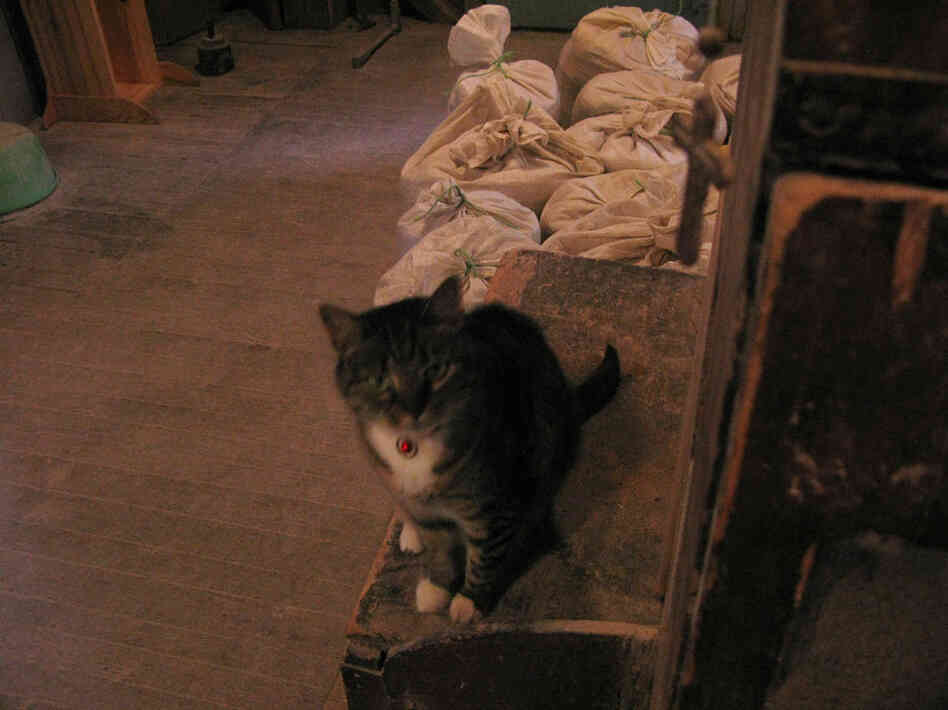 Saint Brecca is a mousing cat kept and adored by all the Gristmill. Pictured behind her are bags of freshly ground flour.