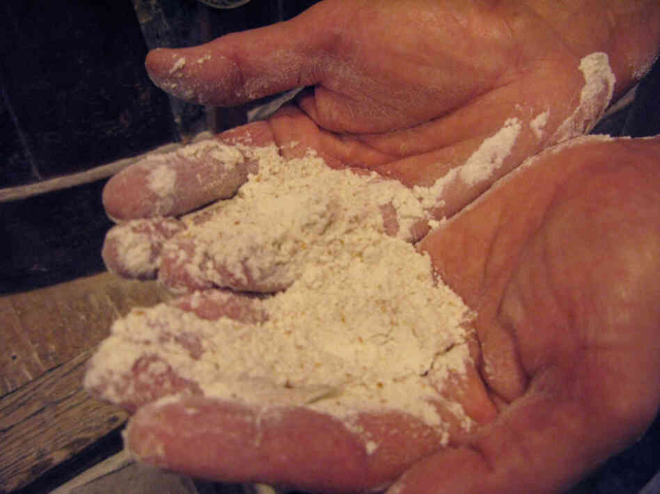 Brother Francis displays a handful of freshly-ground flour.  After grinding, the flour is separated and bagged as whole wheat flour or refined into white flour.
