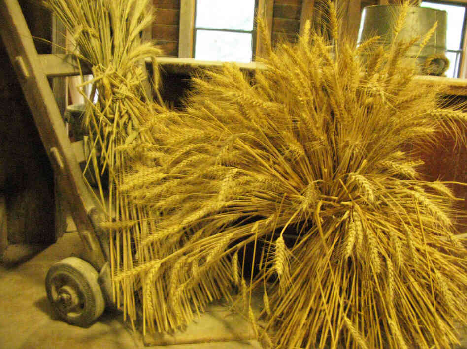 Wheat awaits grinding in the Saint Vincent Gristmill.