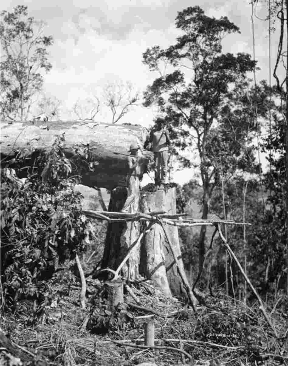 Workers chop down a tree in Fordlandia. Greg Grandin, author of "Fordlandia," claims that the complex ecological conditions and a clash of cultures between the Americans and native workers ultimately led to the failure of the project. 