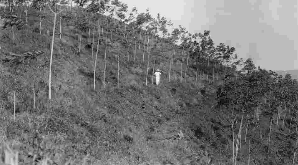 In 1927, Henry Ford bought a tract of land stretching twice the size of Deleware in the Amazonian jungle of Brazil. Fordlandia, as it was called, was meant to be a large rubber plantation.  