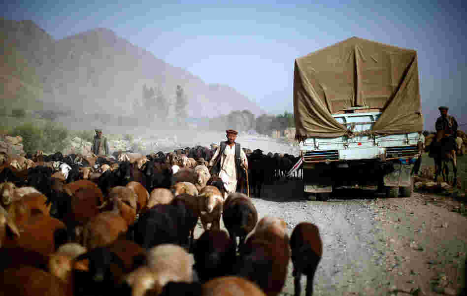The challenge is getting to these remote regions, as roads are nearly impassable. Trucks meet up with donkey teams at selected locations along the road. The donkeys then travel to remote villages where the polling places will be set up. A sheep herder tries to protect his flock from huge Russian-made trucks.