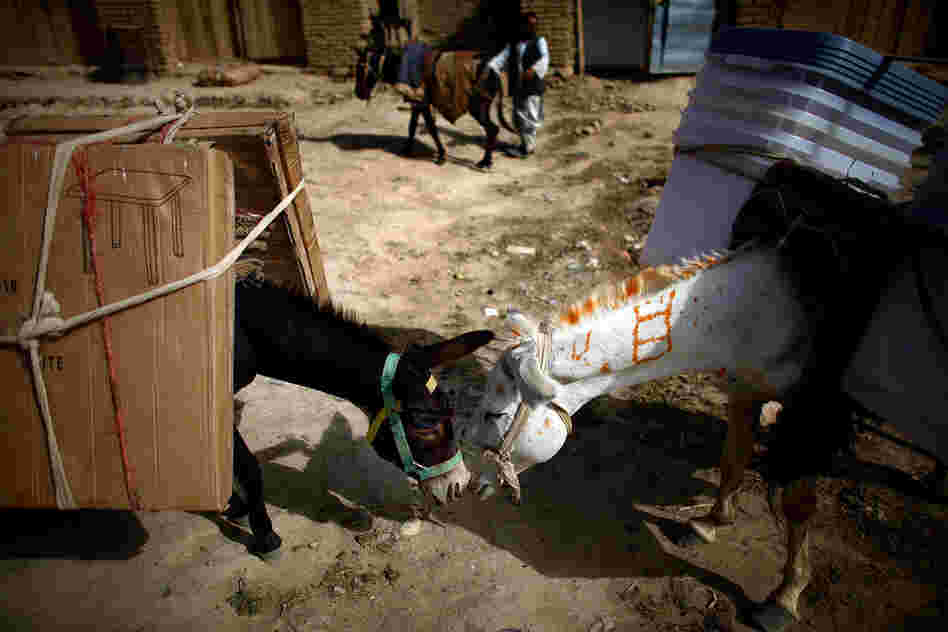 Delivery donkeys nuzzle before heading out on the trail.