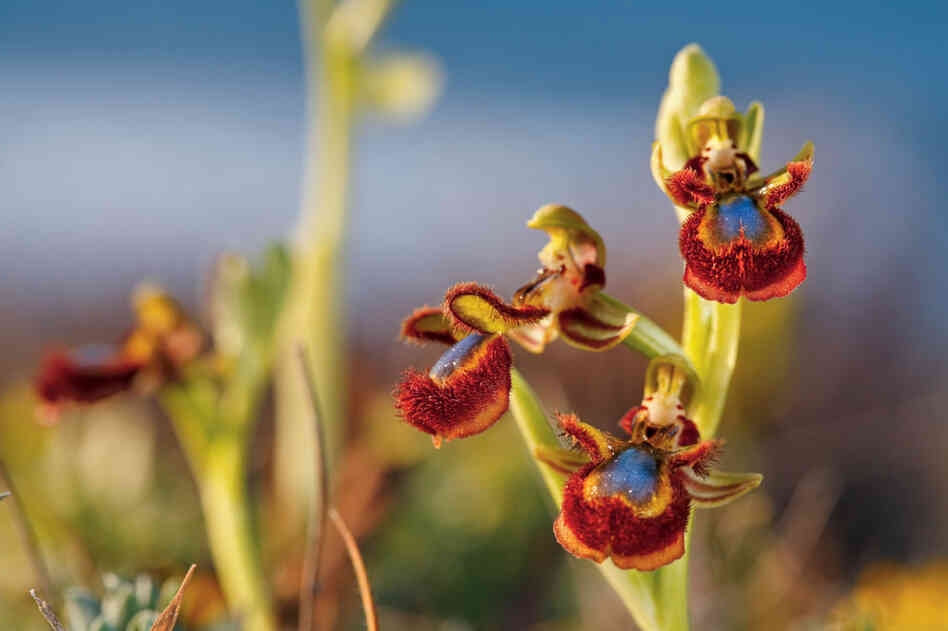 According to Michael Pollan, "in the mountains of Sardinia ... orchids grow like roadside weeds." These mirror orchids imitate almost perfectly the reflection of blue sky on a female wasp's wings, attracting male wasps.