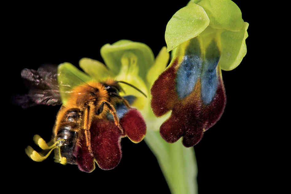 The lengths to which these orchids have gone to resemble female bees is a natural marvel. To this male bee, a wild Italian hybrid orchid resembles his female counterpart.