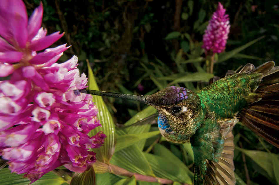 While most plants self-pollinate, orchids have some of the most elaborate pollination systems, relying heavily on insects and birds to reproduce. In this case, a hummingbird's bill closely matches the color of the Panamanian orchid's pollen sac, so that the bundle is borne away unnoticed. 
