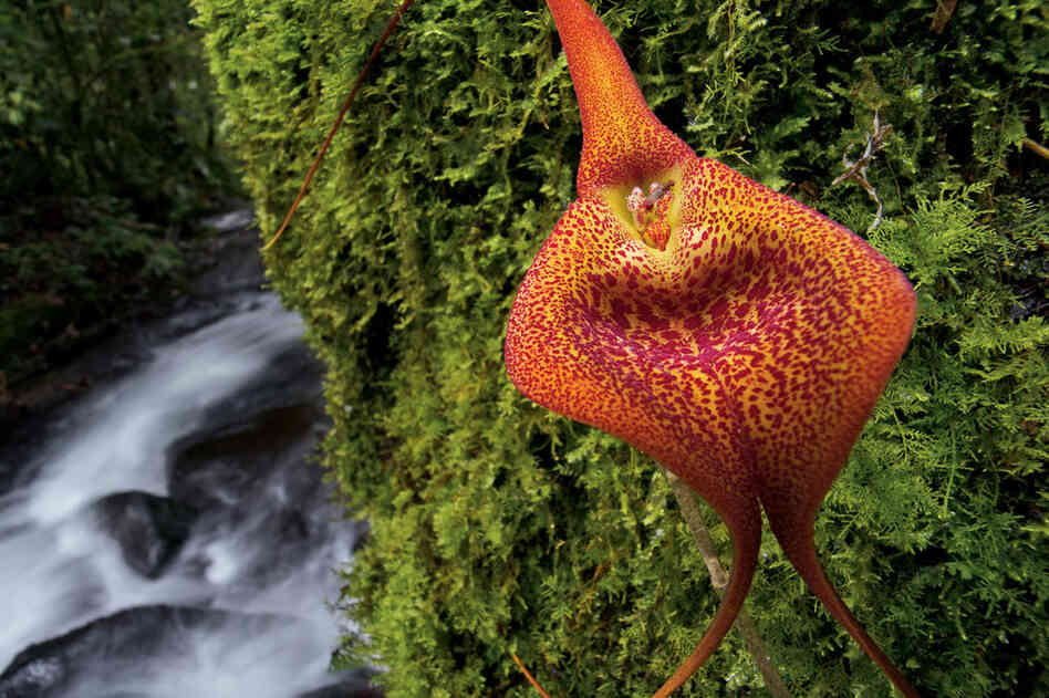 Don't be fooled by this orchid's vivid coloration. Upon closer olfactory inspection, this flower smells rotten — repugnant to us, irresistible to a fly.