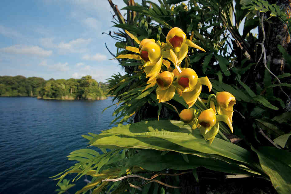 Not only have orchids made incredible adaptations in appearance, they are also mechanically complex. These male Catasetum flowers hide a pollen-loaded slingshot, which fires a sticky bundle when a pollinator, such as a bee, jostles it.