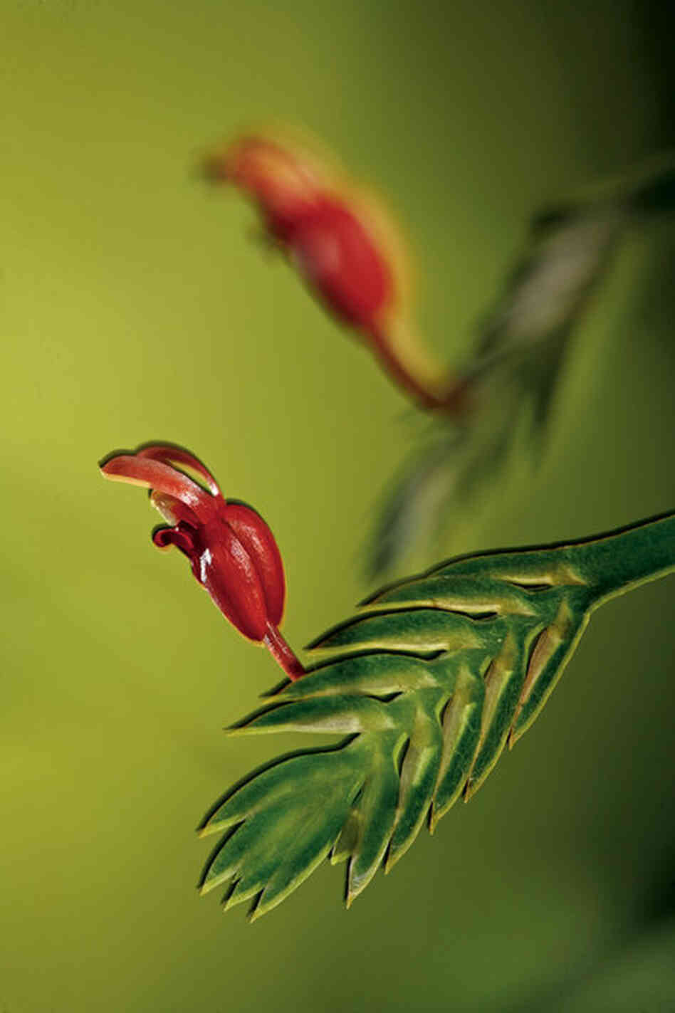 These rabbit-shaped blooms in Borneo are no larger than your fingernail, and belong to a tropical genus on the Equator that may date back as far as 80 million years.