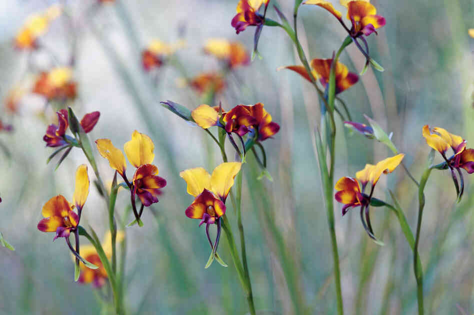 This nectarless pansy orchid, found in Australia, closely resembles a neighboring plant, the pea flower.