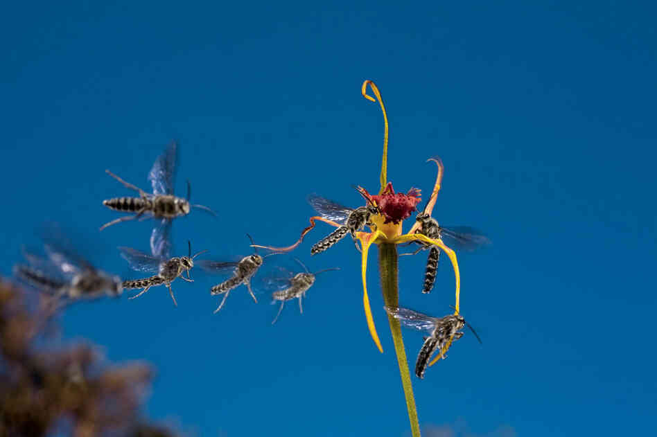 Every orchid has a petal modified for pollination, such as the red petal on this Australian king spider orchid.  The perfume from this flower attracts several male wasps, one of which will take away the plant's pollen.