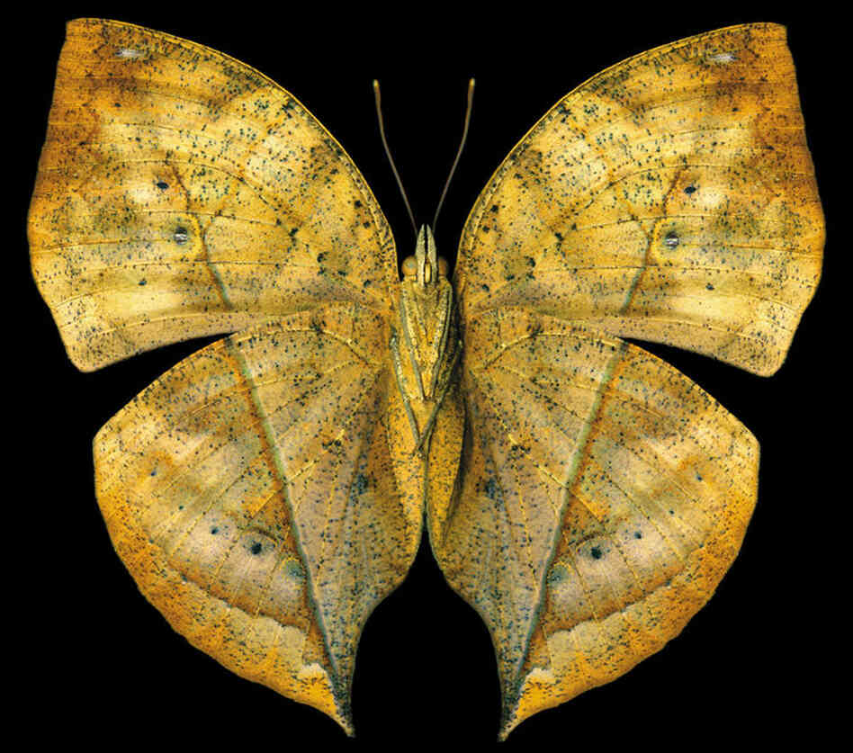 Indian Leaf, Kallima paralekta, Asia