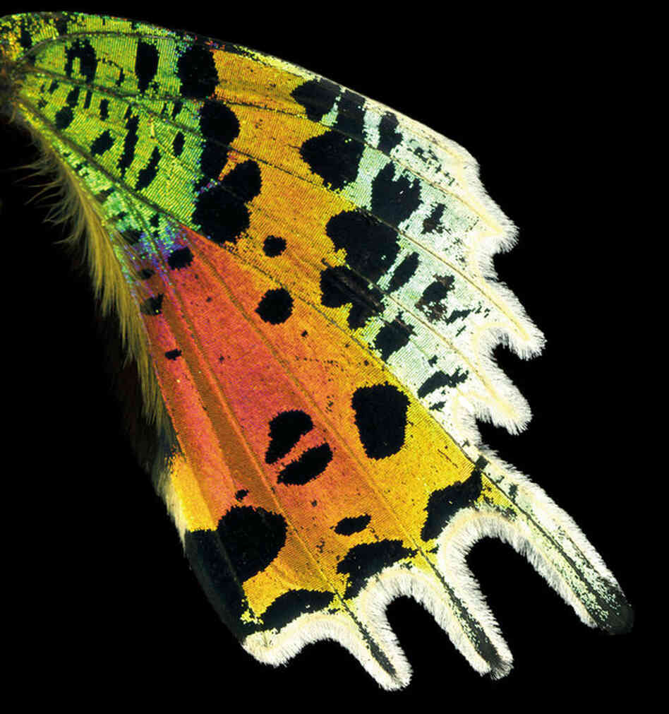 Sunset Moth, Chrysiridia riphaeus, Africa