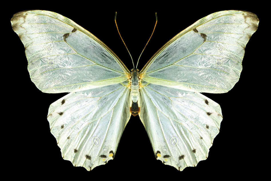 White Morpho, Morpho polyphemus, South Africa