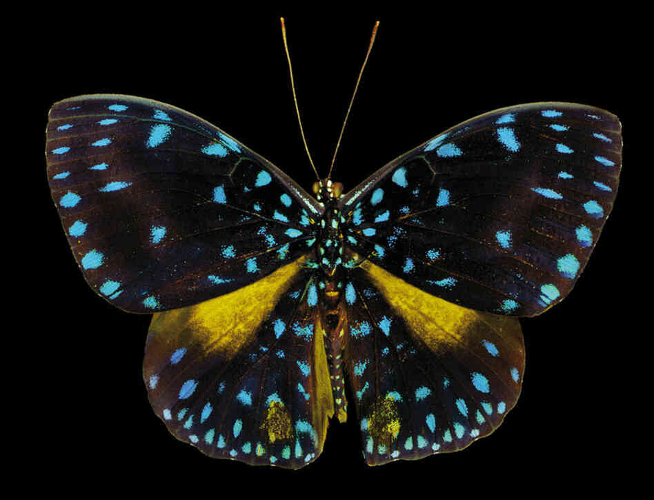Starry Night, Hamadryas laodamia, South America