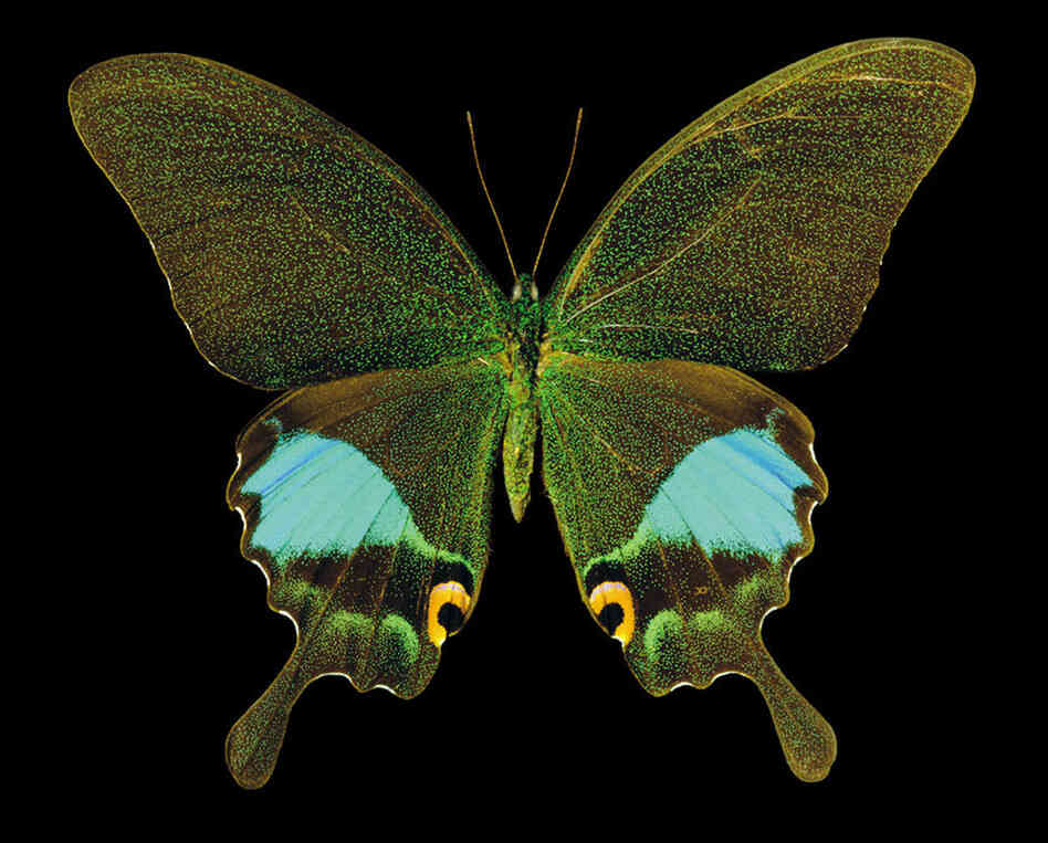 Glass Swallowtail, Papilio karna, Asia