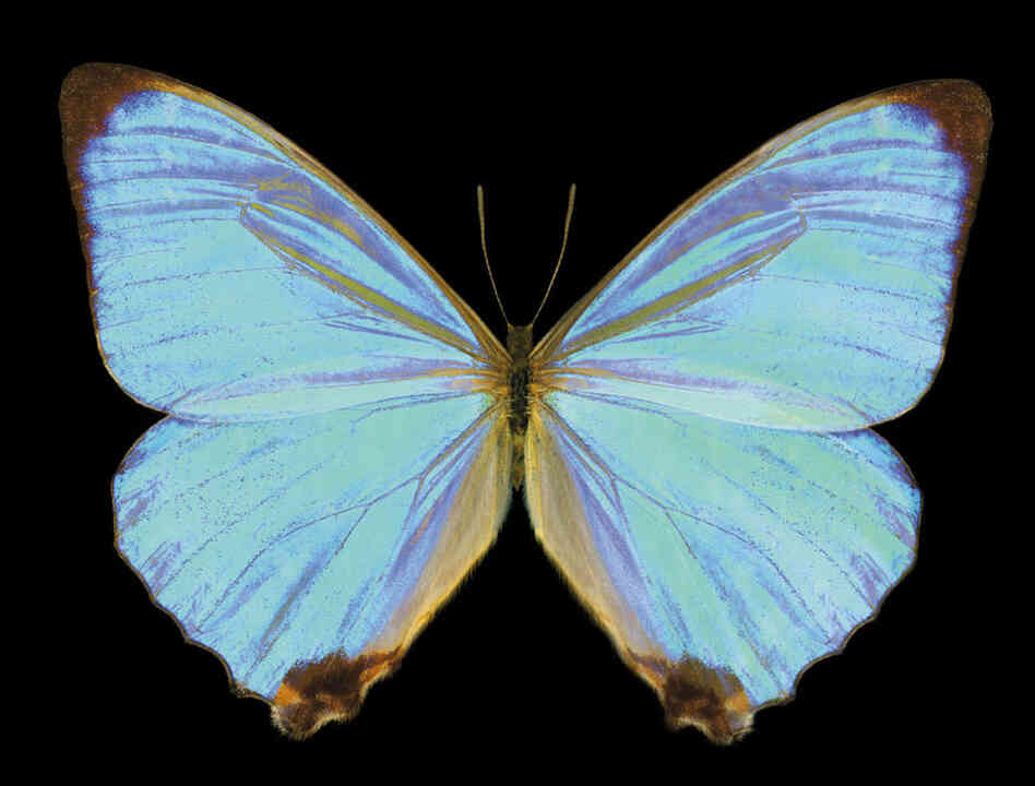Brazilian morpho, Morpho aega, South America 