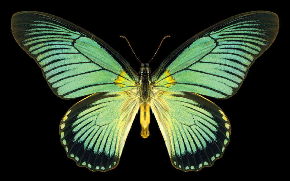 Great Blue Zalmoxis, Iteruszalmoxis, Africa