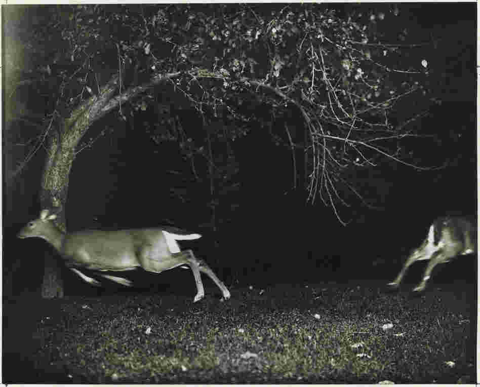 Hunting Deer with a Camera, Northern Michigan. George Shiras III did some of the earliest work in nighttime flash photography. He later became a U.S. representative to Congress from Pennsylvania. 