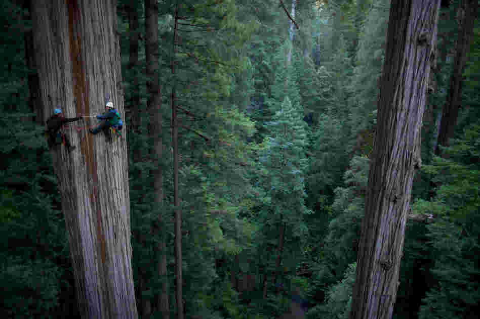 Botanist Marie Antoine (right) passes a core sample of this tree's wood — 750 years of redwood biography — to canopy ecologist Giacomo Renzullo. Research has shown that the older such trees get, the more wood they produce, a strong argument for preventing deforestation of young trees. 
