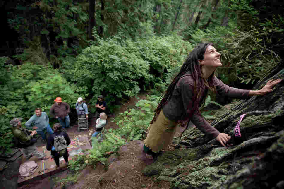 Activist Amy Arcuri lays her hands on a giant she says is nearly 2,000 years old. After a long struggle, many trees such as this one have finally been declared off-limits to loggers. 