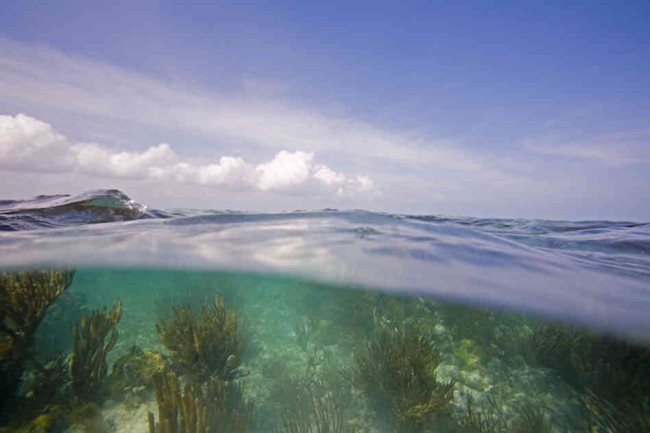 Below the surface in Biscayne National Park, Fla. 